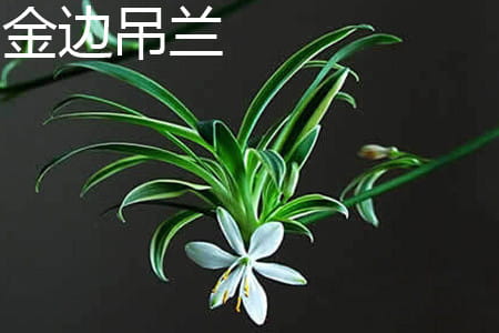 金边吊兰 金边吊兰