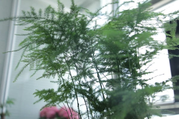 文竹浇水多久一次