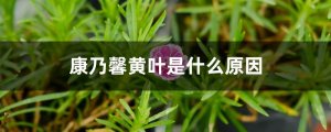 康乃馨黄叶是什么原因