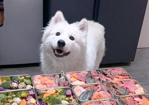 小狗一天吃几顿