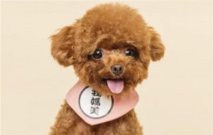 遛狗一般多长时间