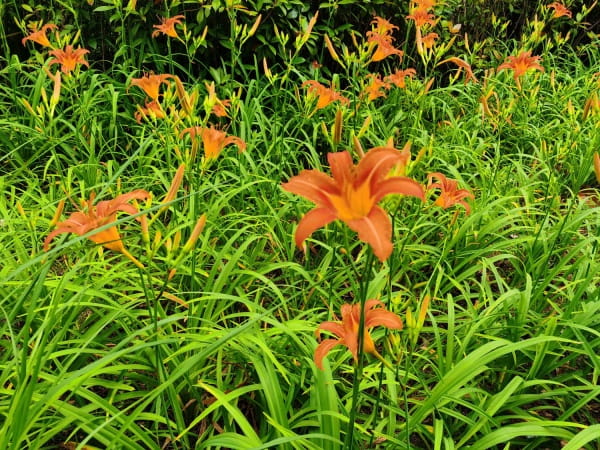 萱草花的寓意和象征，花语是什么