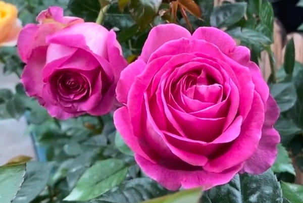 月季花叶子发黄枯萎是怎么回事