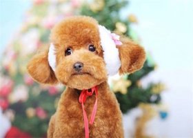 泰迪能吃石榴吗