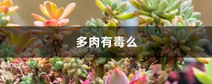 多肉植物有毒么