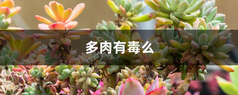 多肉植物有毒么