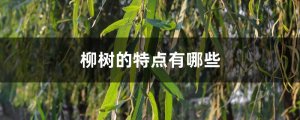 柳树的特点有哪些