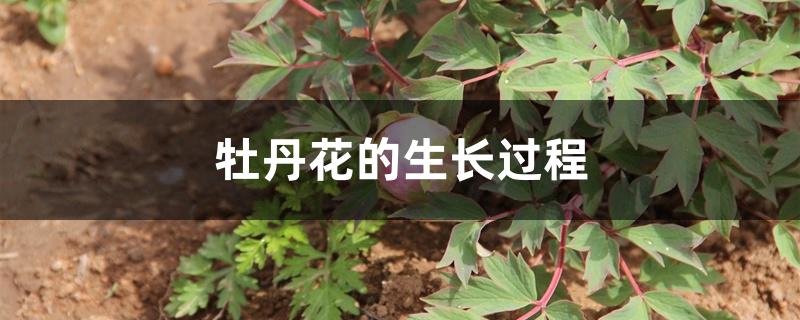 牡丹花的生长过程