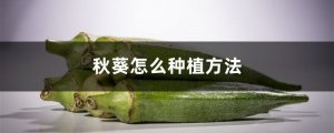 秋葵怎么种植方法，秋葵种子怎么种