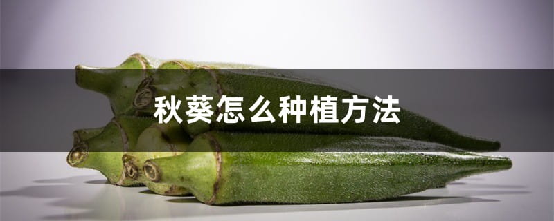 秋葵怎么种植方法,秋葵种子怎么种