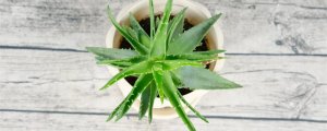 芦荟会开花吗?