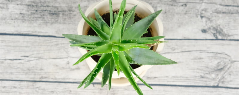 芦荟会开花吗?