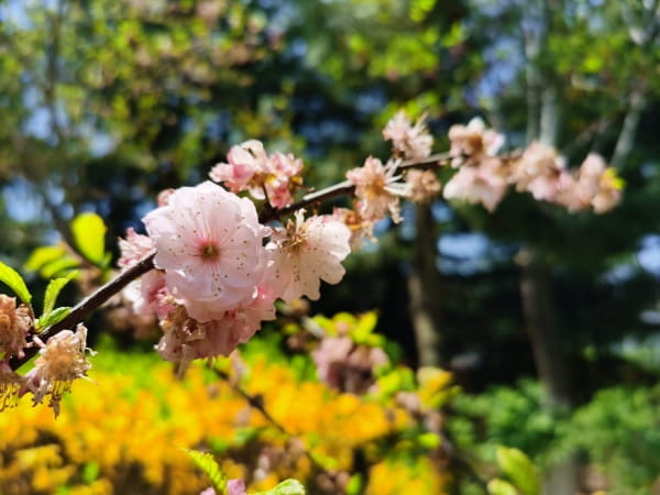 樱花树