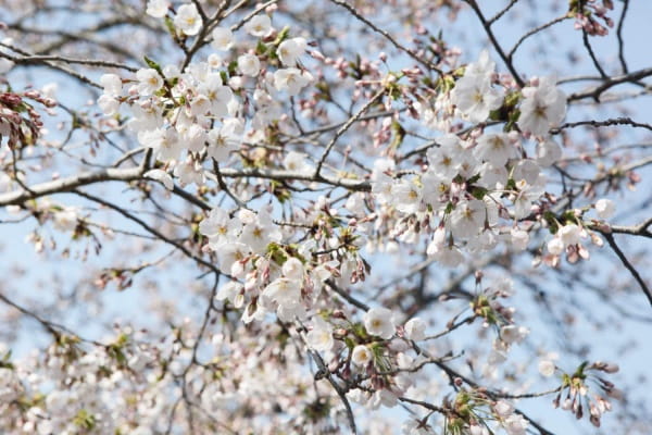 樱花树