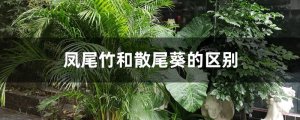 散尾葵和凤尾竹的区别