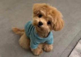 狗狗能吃维生素e吗