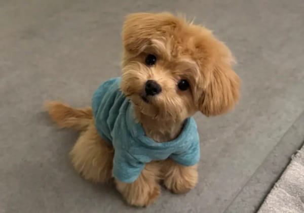 狗狗能吃维生素e吗