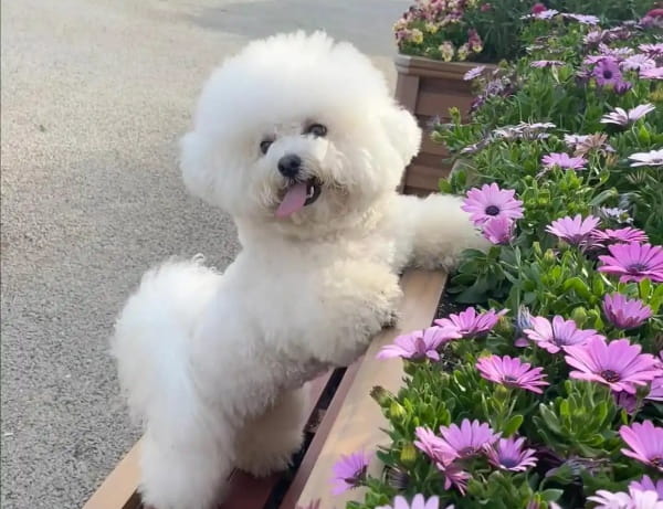 比熊犬掉毛吗