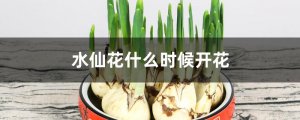 水仙花什么时候开花