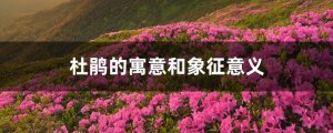 杜鹃花的寓意和象征意义