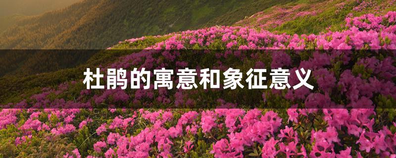 杜鹃花的寓意和象征意义