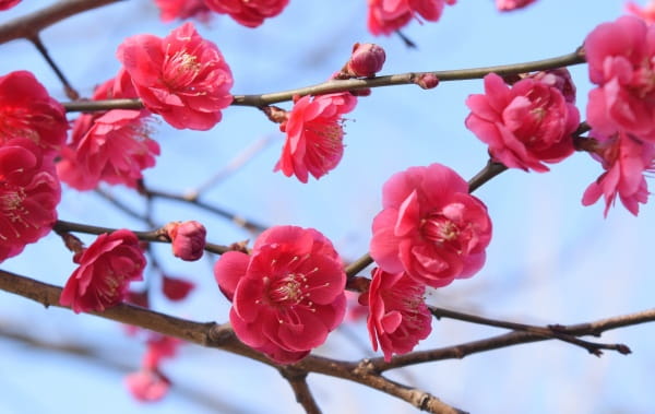 红色腊梅的花语和象征