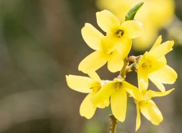 连翘花
