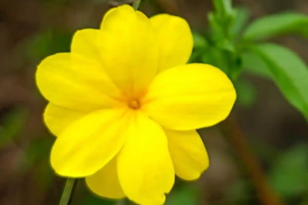 迎春花