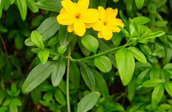 迎春花小枝