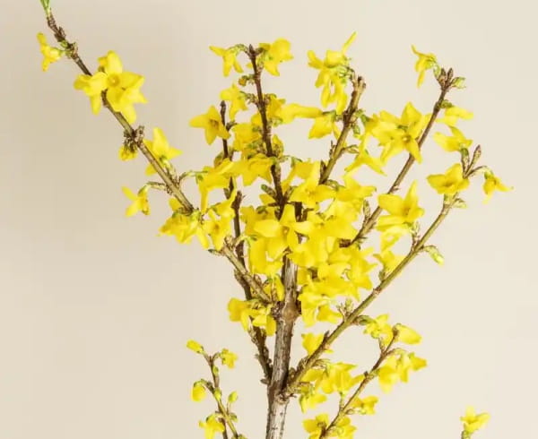 连翘花株型