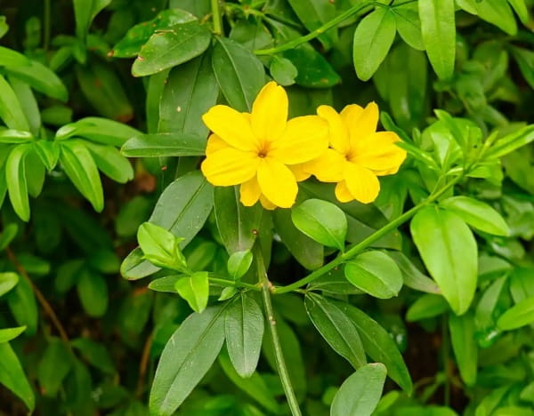 迎春花株型