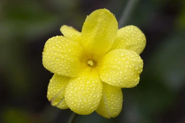 迎春花有花筒