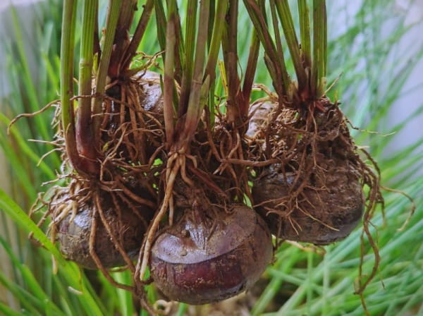 荸荠是根还是茎