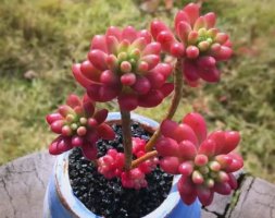 虹之玉简介