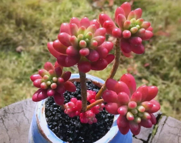 虹之玉简介