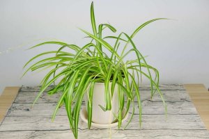家里客厅养什么绿植好