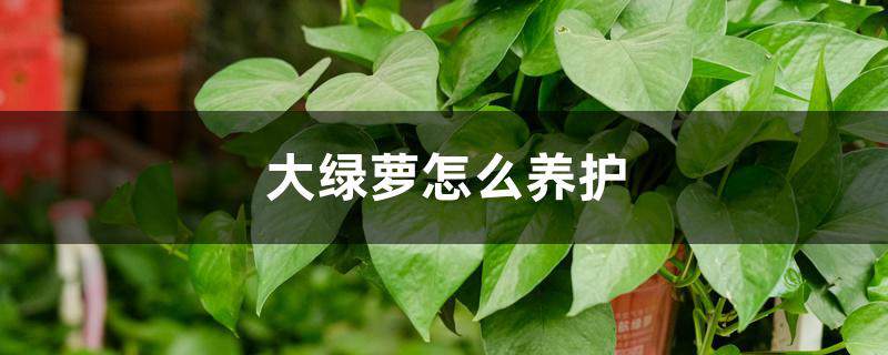 大绿萝怎么养护