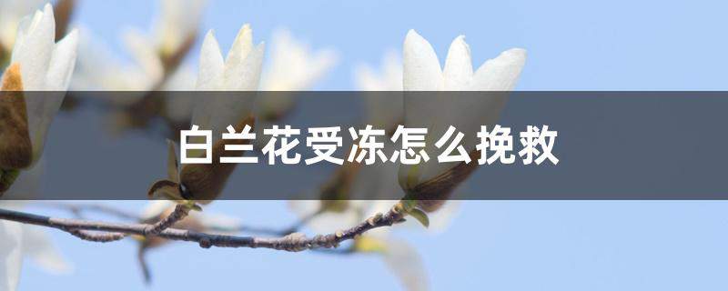 白兰花受冻怎么挽救