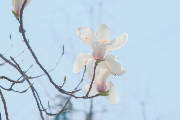 白兰花受冻怎么挽救