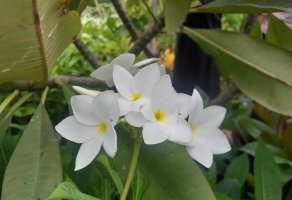 白兰花怎么养