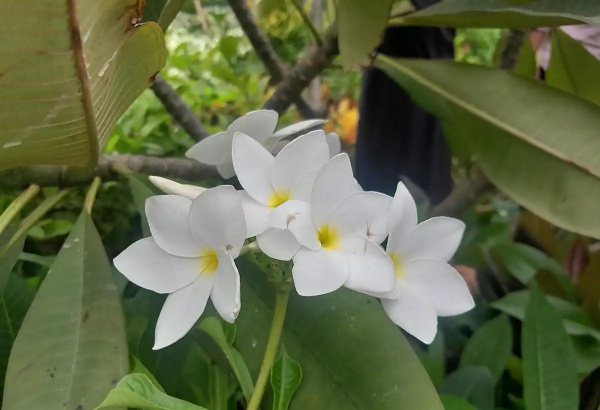 白兰花怎么养