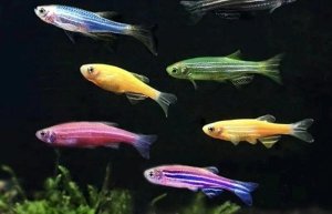 斑马鱼怎么养