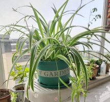 吊兰可以放在卧室吗