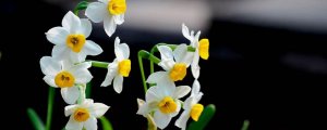 水培水仙花能活几年