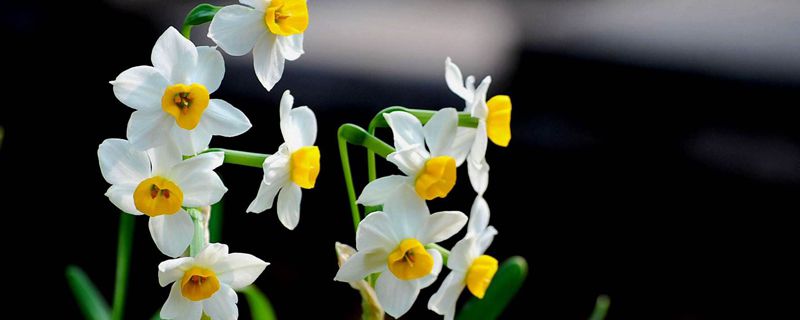 水培水仙花能活几年