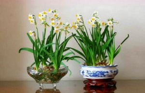 水仙花的养殖方法水培