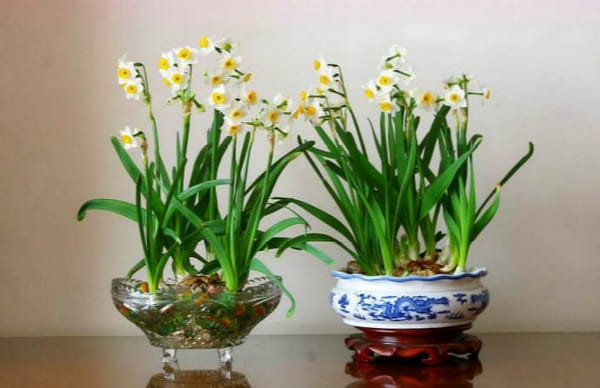 水仙花的养殖方法水培