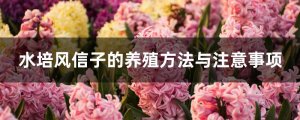 水培风信子的养殖方法与注意事项