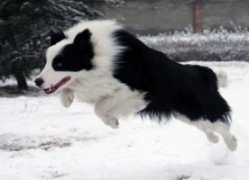 犬只血统证书详解及用途