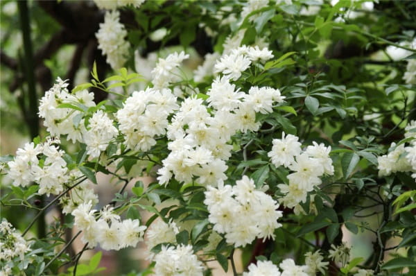 木香花的缺点